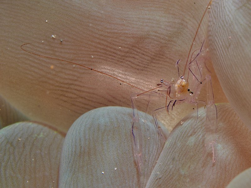 Shrimp, Sabang Wreck